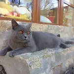Veverci Dvur * Rosec